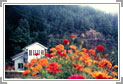 Shimla Hills Honeymoon Tour Packages