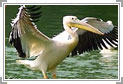 Bharatpur Bird Sanctuary Weekend Tour